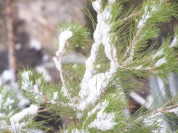 Ciudad de Mula con Nieve 2006